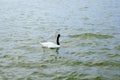 Mixed color Swan in Lake Morton and the city center of lakeland Florida Royalty Free Stock Photo