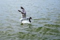 Mixed color Swan in Lake Morton and the city center of lakeland Florida Royalty Free Stock Photo