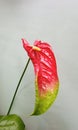 Mixed colored anthurium flower