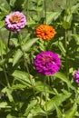 Mixed Colored Zinnia Blossoms gold Pink Orange Purple