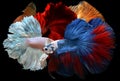 Mixed colorful fancy betta . Royalty Free Stock Photo