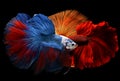 Mixed colorful fancy betta . Royalty Free Stock Photo