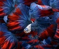 Colorful fancy bettas. Royalty Free Stock Photo