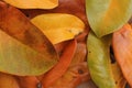 Mixed colors different leaves tropical yellow Royalty Free Stock Photo