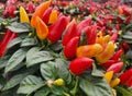 The mixed colors of red, orange and yellow of the ornamental peppers