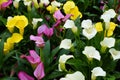 Mixed colors of white, yellow and pink calla lilly flowers Royalty Free Stock Photo