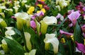 Mixed colors of white, yellow and pink calla lilly flowers Royalty Free Stock Photo