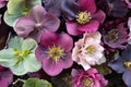 Mixed colour Hellebore flowers floating on water, photographed from above. Hellebores are winter flowering plants.