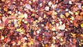 Mixed colours & species Autumn leaves background