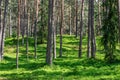 Mixed coniferous and birch forest in sunny day in the morning in spring
