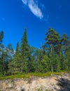 Mixed coniferous forest in Norrbotten, Sweden