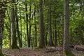 Mixed coniferous forest