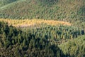 Mixed coniferous woods in autumn