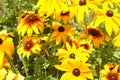 Mixed Crowd Beautiful Flowers with depth Of Field Perspective