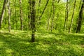 Smíšený opadavý les v jaro 