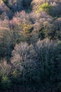 Mixed deciduous forests populate the Courel Mountains Unesco Geopark