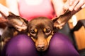 Mixed dog relaxing on human legs