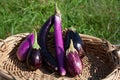 Mixed Eggplant Varieties