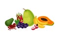 Mixed Exotic Fruits Arrangement or Composition Vector Illustration