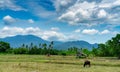 Mixed farming and livestock in Thailand. A farmer plowing with a tractor. Cow grazing green grass infront of the hut and the Royalty Free Stock Photo