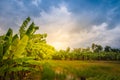 Mixed farming by planting banana trees in rice fields is agricultural system in which a farmer conducts different agricultural pr