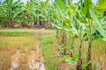 Mixed farming by planting banana trees in rice fields is agricultural system in which a farmer conducts different agricultural pr
