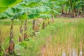 Mixed farming by planting banana trees in rice fields is agricultural system in which a farmer conducts different agricultural pr