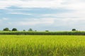 Mixed farming rice paddy with sugar cane, Rice