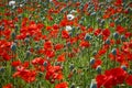 Poppy field with red and pink poppies Royalty Free Stock Photo