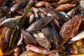 Mixed fish for sale on market