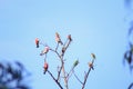 Flock of native Australian Galah`s and Rainbow Lorikeet`s resting perched on a dead tree, Melbourne, Victoria