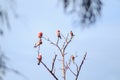 flock of native Australian Galah`s and Rainbow Lorikeet`s resting perched on a dead tree, Melbourne, Victoria