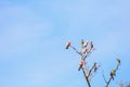 flock of native Australian Galah`s and Rainbow Lorikeet`s resting perched on a dead tree, Melbourne, Victoria