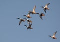 A mixed flock of Northern Shovelers Spatula clypeata in fast flight over blue sky Royalty Free Stock Photo