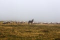 The mixed flock of sheep, donkey and goats grazing in the mist at early morning Royalty Free Stock Photo