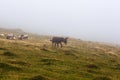 The mixed flock of sheep, donkey and goats grazing in the mist at early morning Royalty Free Stock Photo