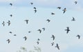 Mixed flock of waders in spring flight Royalty Free Stock Photo