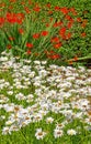 mixed flower Summer garden with Shasta daisy and montbretia flowers Royalty Free Stock Photo