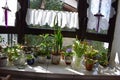 mixed flowers at a window in spring