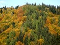 Beautiful autumn mixed forest