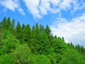 Mixed forest and blue sky with white clouds Royalty Free Stock Photo