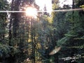 Mixed forest in the canyon and vegetation in the Rak river valley, Cerknica - Notranjska Regional Park, Slovenia Royalty Free Stock Photo