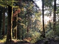 Mixed forest in the canyon and vegetation in the Rak river valley, Cerknica - Notranjska Regional Park, Slovenia Royalty Free Stock Photo