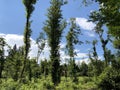 Mixed forest in the canyon and vegetation in the Rak river valley, Cerknica - Notranjska Regional Park, Slovenia Royalty Free Stock Photo