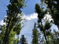 Mixed forest in the canyon and vegetation in the Rak river valley, Cerknica - Notranjska Regional Park, Slovenia Royalty Free Stock Photo