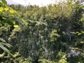 Mixed forest in the canyon and vegetation in the Rak river valley, Cerknica - Notranjska Regional Park, Slovenia Royalty Free Stock Photo