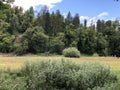 Mixed forest in the canyon and vegetation in the Rak river valley, Cerknica - Notranjska Regional Park, Slovenia Royalty Free Stock Photo