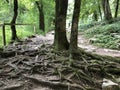 Mixed forest in the canyon and vegetation in the Rak river valley, Cerknica - Notranjska Regional Park, Slovenia Royalty Free Stock Photo