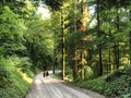 Mixed forest in the canyon and vegetation in the Rak river valley, Cerknica - Notranjska Regional Park, Slovenia Royalty Free Stock Photo