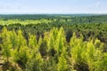 Mixed forest of coniferous and deciduous breeds. view from the top Royalty Free Stock Photo